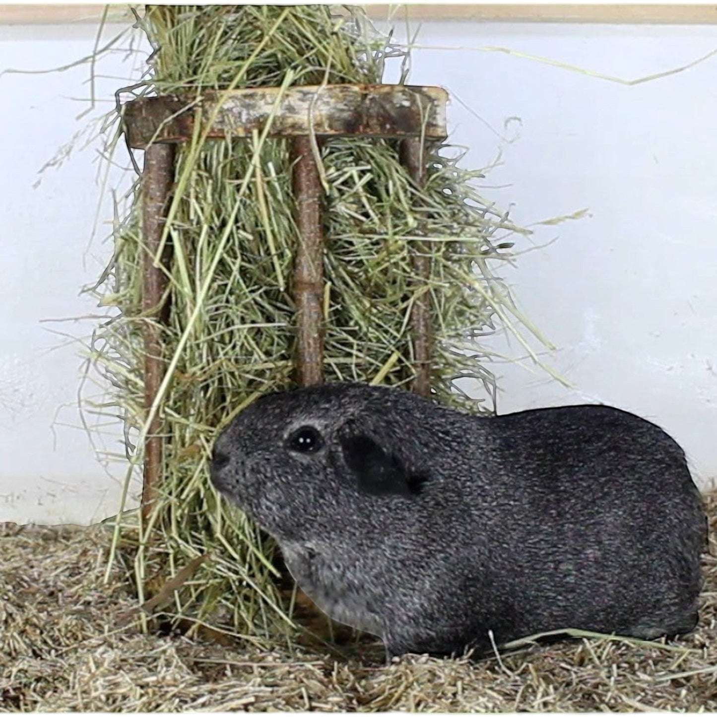 Nagerfarm Easy One wooden hay feeder with wide bars for guinea pigs, natural wood finish.