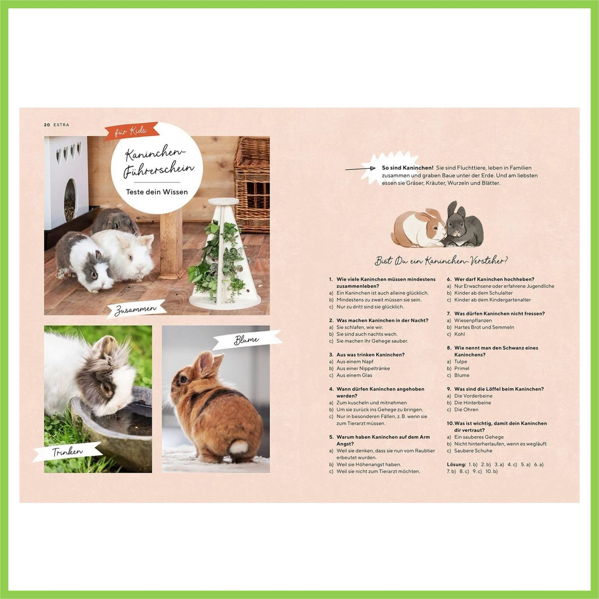 Zwergkaninchen - Nagerfarm